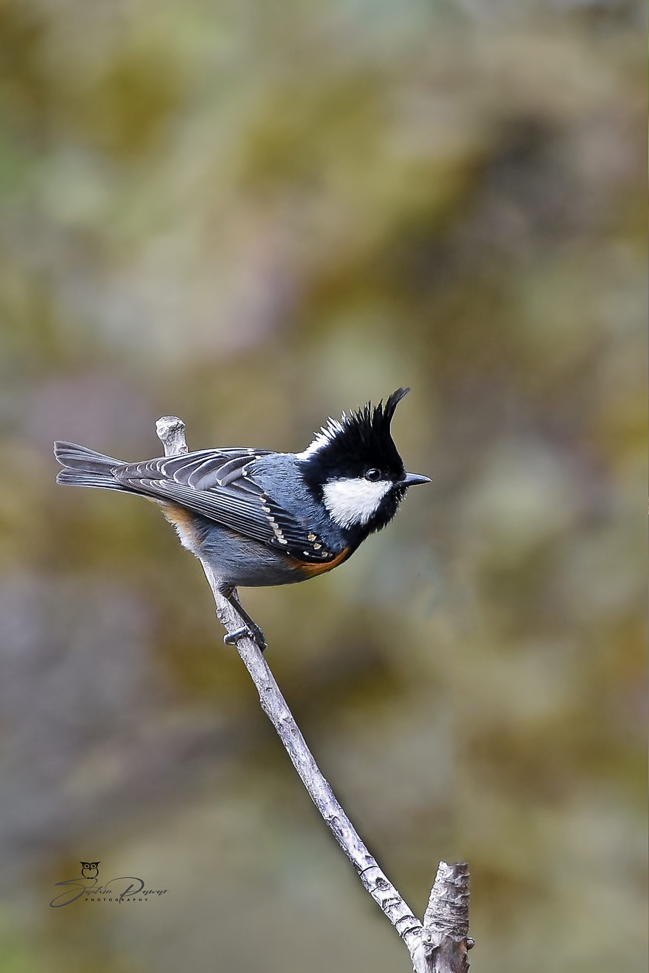 Perching Birds